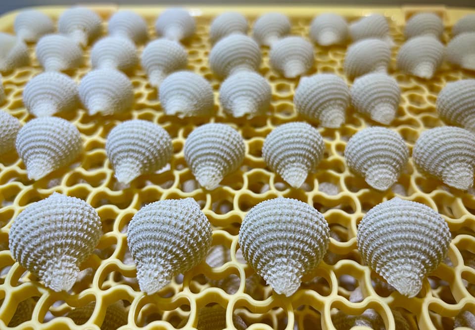 matrize aus bronze conchiglia rigata giant / sehr große muschel mit streifen