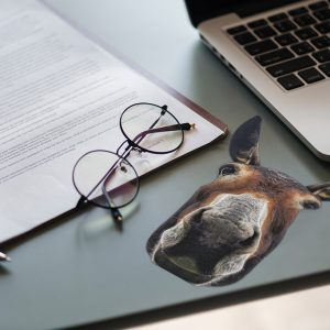 nilpferd hippo entsteiner entkerner für kirschen und oliven