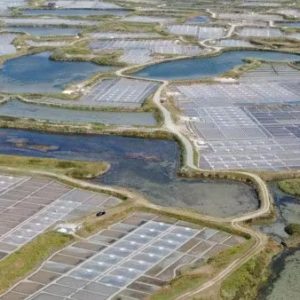 natürliches meersalz aus der bretagne (frankreich) gomasio 50 g