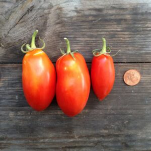 semillas de tomate san marzano