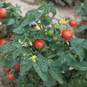 semillas de tomate san marzano