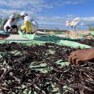 madagaskar vanilleschoten 16 18 premiumqualität 1 stück