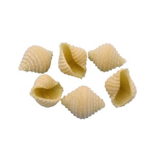 matrize messing muschel conchiglia rigata 28 mm für bottene pm 50 und inver7